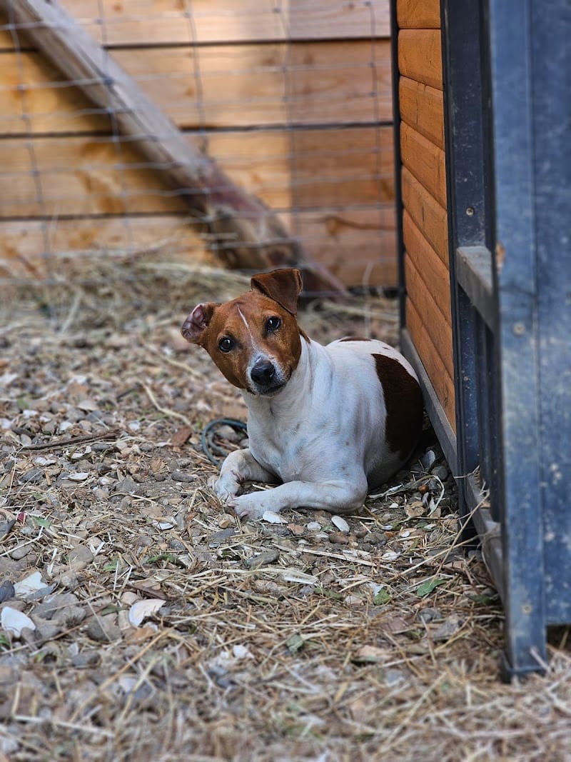 DOG-MOM Marie & Caroline Garderie et pension canines — dogsitter à Nantes