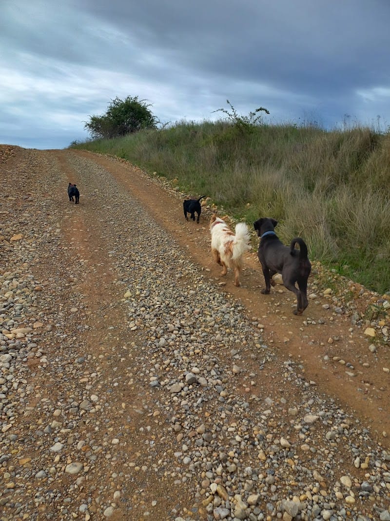 DOG PROVENCE — dogsitter à Oraison