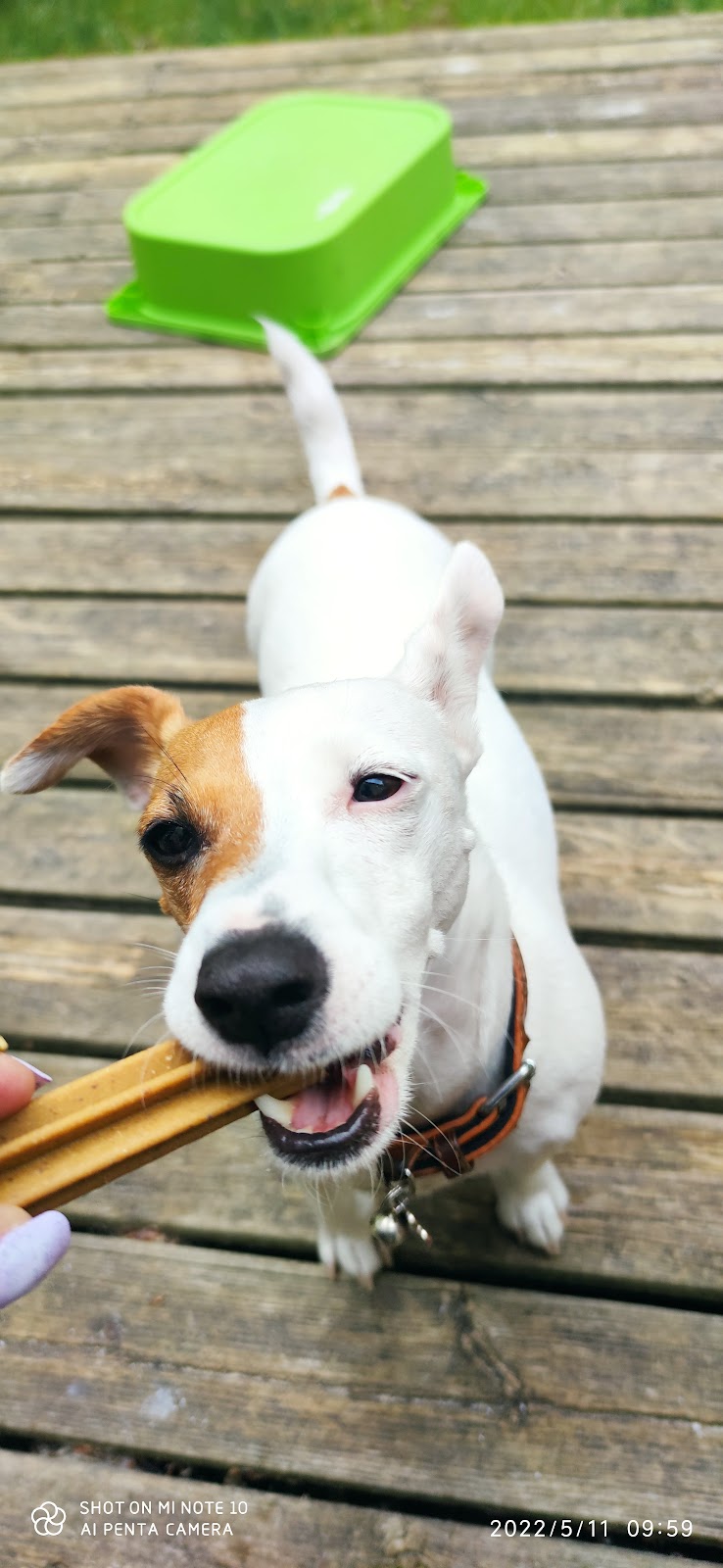 Dog's And Co - EI — dogsitter à Bordeaux