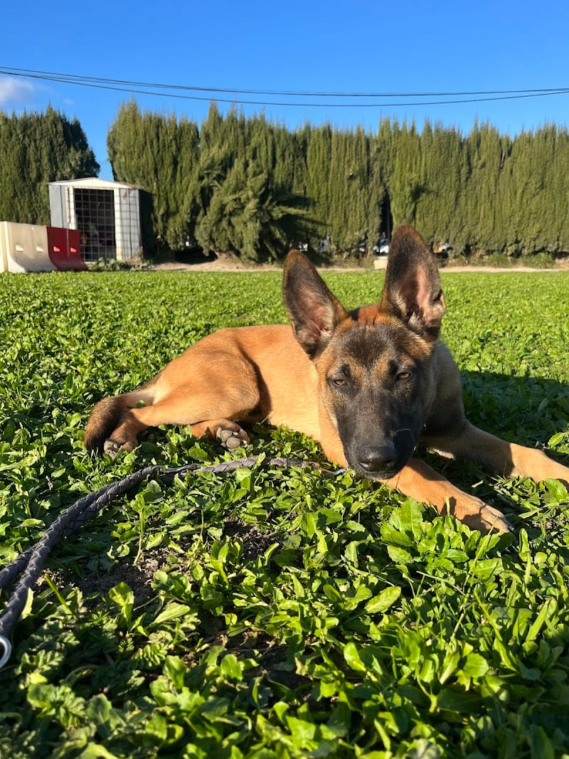 Dog Sitting Nice — dogsitter à Nice