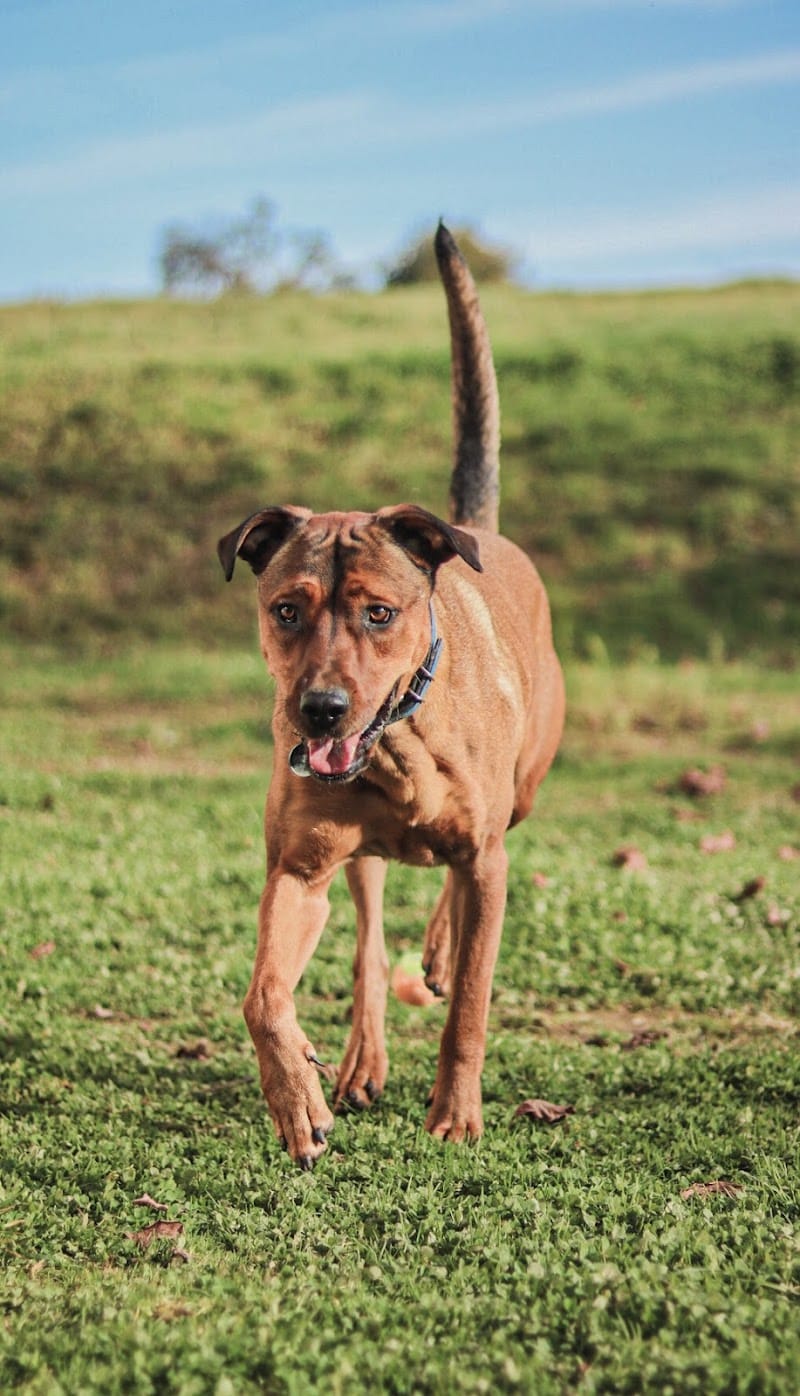 Dog'ynamic - Pension Canine Familiale — dogsitter à Paray-le-Monial
