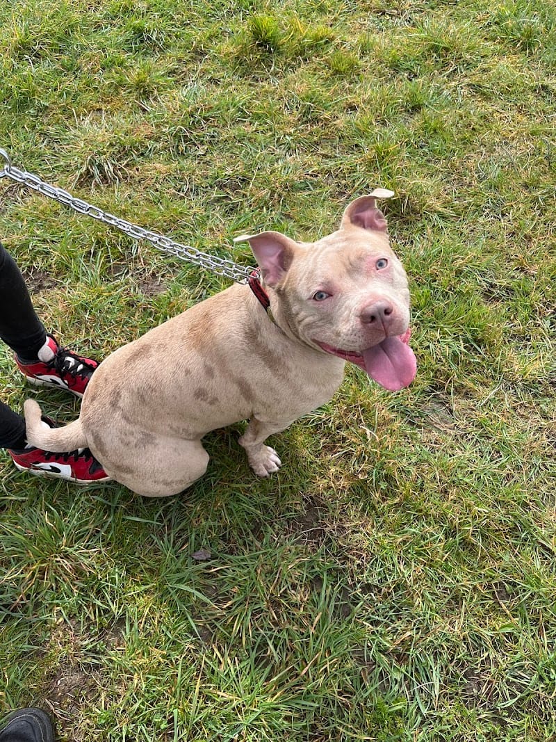 DOGEDUCSPORT — dogsitter à Calais