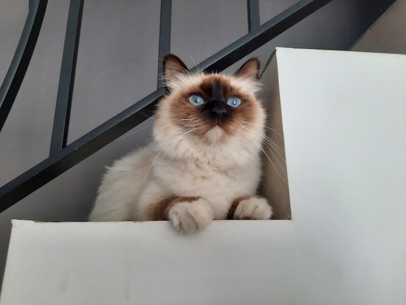 DoggydogFamily — dogsitter à Fréjus