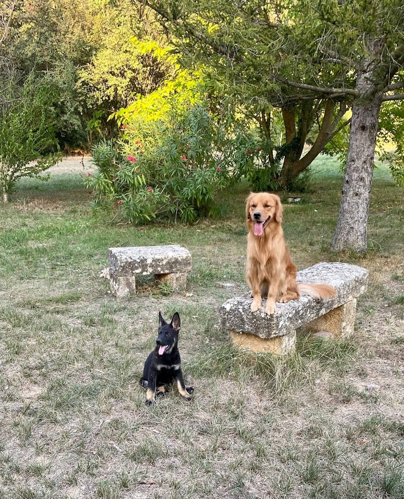 Dogland — dogsitter à Aix-en-Provence