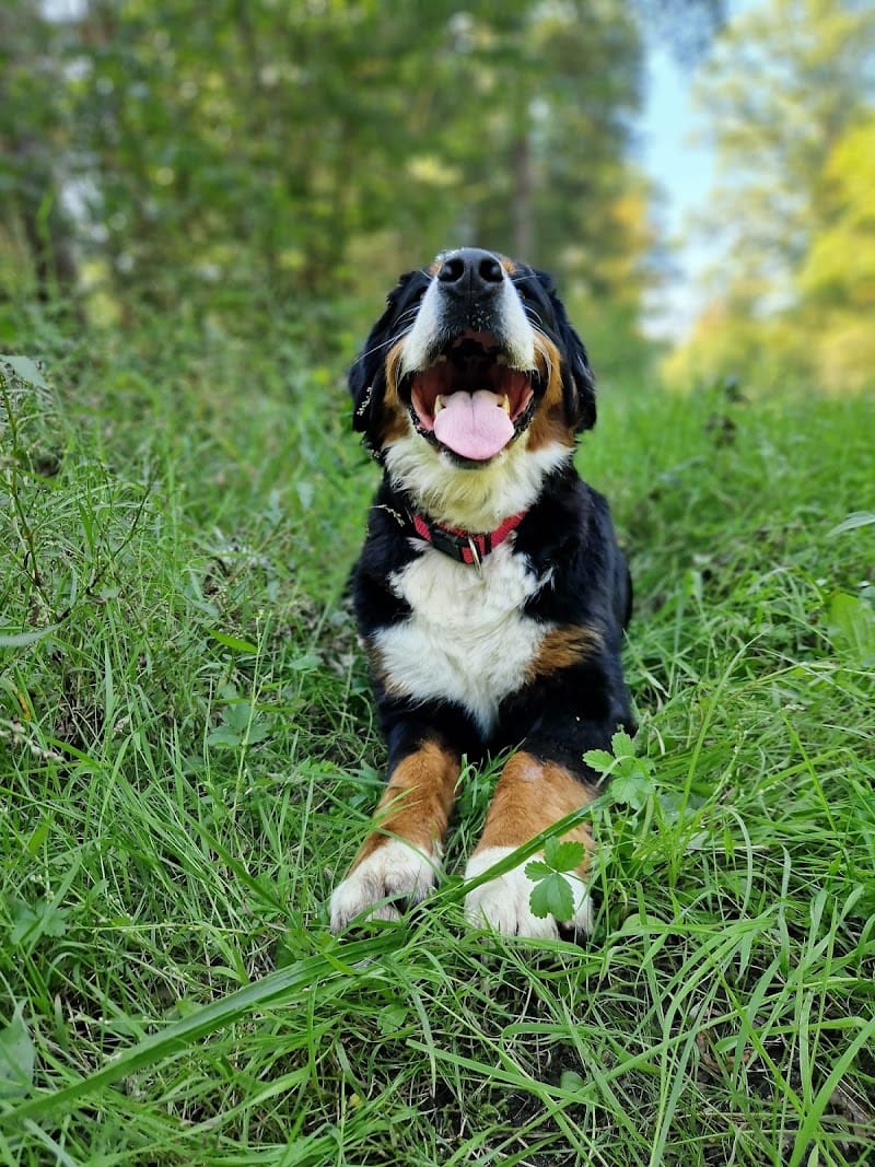 Dogs' N' Adventures — dogsitter à Haguenau