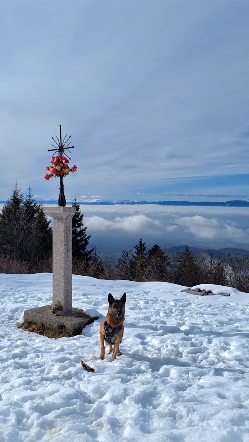Dogs Relational Health — dogsitter à Thonon-les-Bains