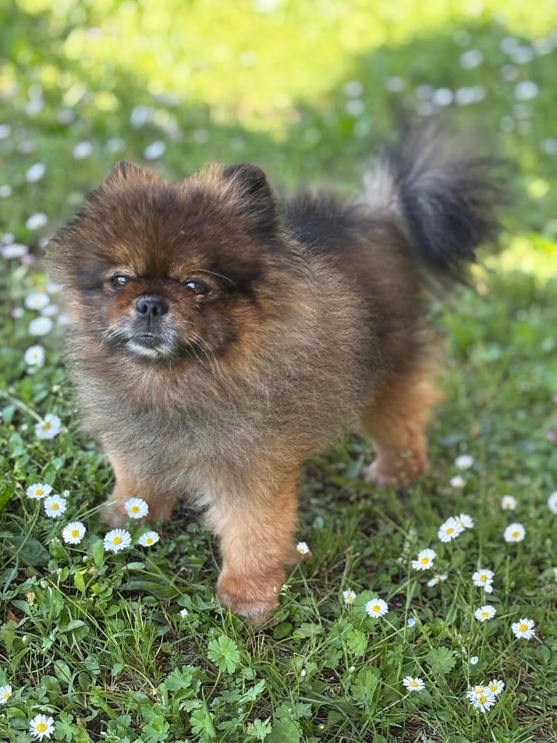 Dogsitting Léman — dogsitter à Thonon-les-Bains