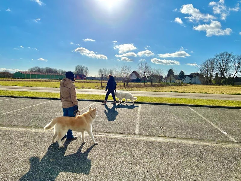 DogSpirit’Educ — dogsitter à Haguenau