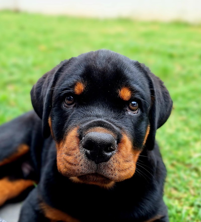 Domaine d'ilisaï — dogsitter à Pamiers