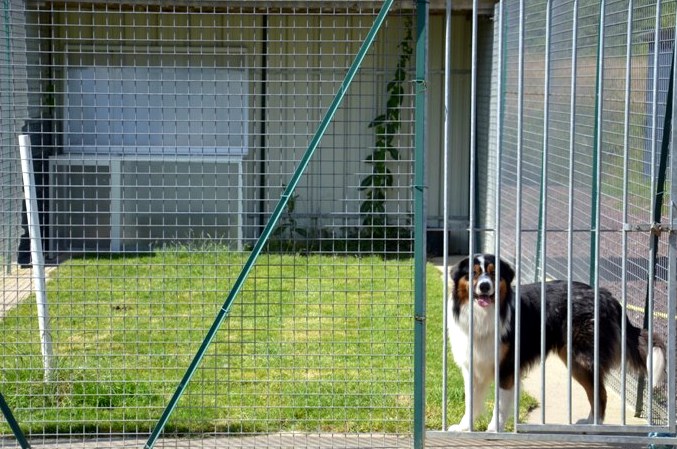 Domaine du Laitray — dogsitter à Montfort-sur-Meu