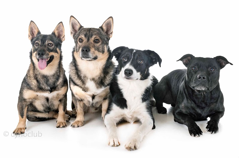 Edu'keysdog — dogsitter à Lunel