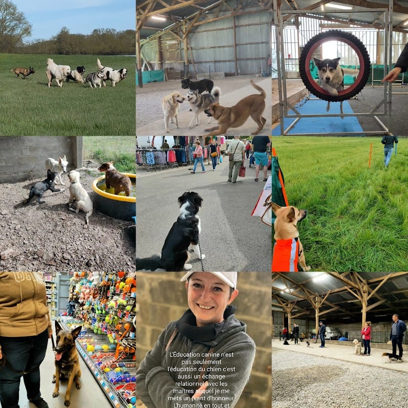 Educanine Pays d'Ancenis COSSET Chrystelle — dogsitter à Orée d'Anjou