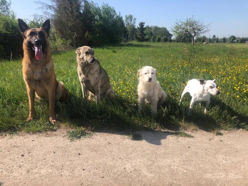Education Formation Pension Canine les 2 Complices Bas Rhin Alsace — dogsitter à Haguenau