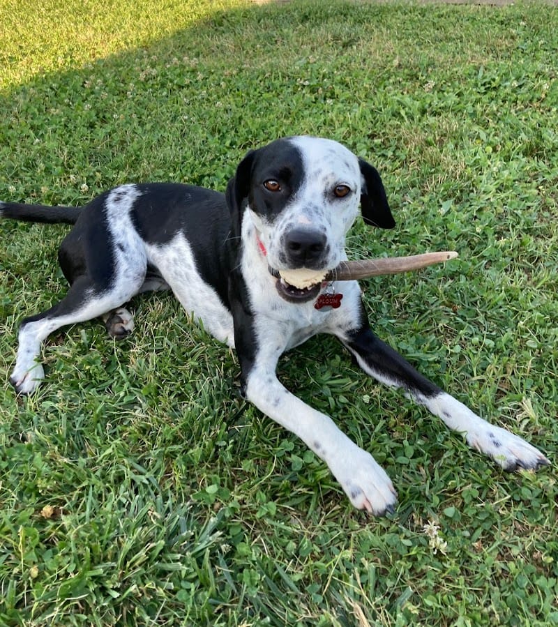 Elevage Beagle Pension Canine des Terres de Jossaume — dogsitter à Andernos-les-Bains