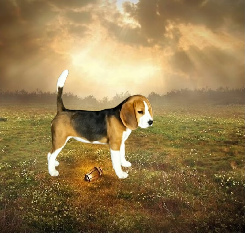 Elevage et Pension canine d’Issanka Montpellier - Des hauts de milhac — dogsitter à Sète