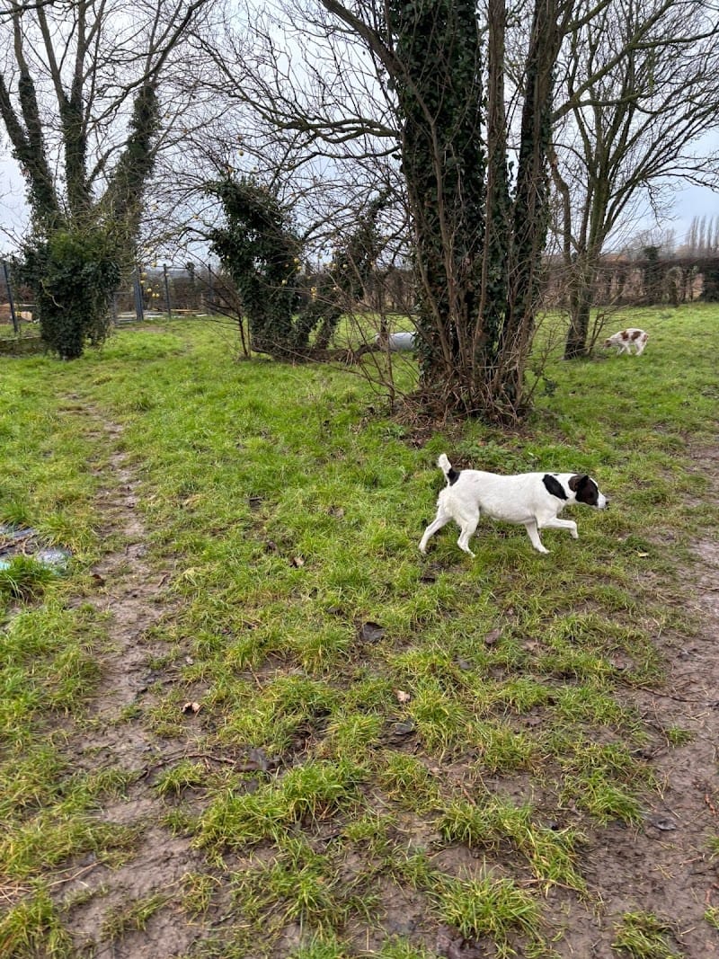 Élevage et Pension canine de la Douce Source: Éleveur de Westie (West Highland white terrier) et de Golden (Golden Retriever) — dogsitter à Gravelines