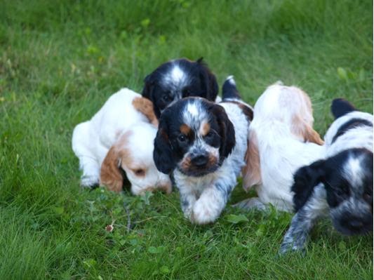 Elevage-Pension Ar Ti Marellek — dogsitter à Fougères