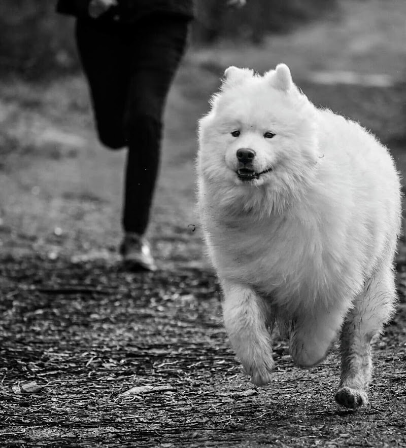 Elevage & Pension canine LA BELLE ETOILE — dogsitter à Cazères