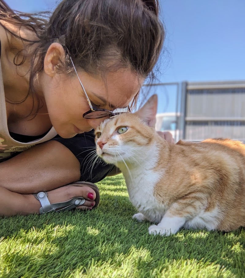 Entre chiens & chats — dogsitter à Narbonne