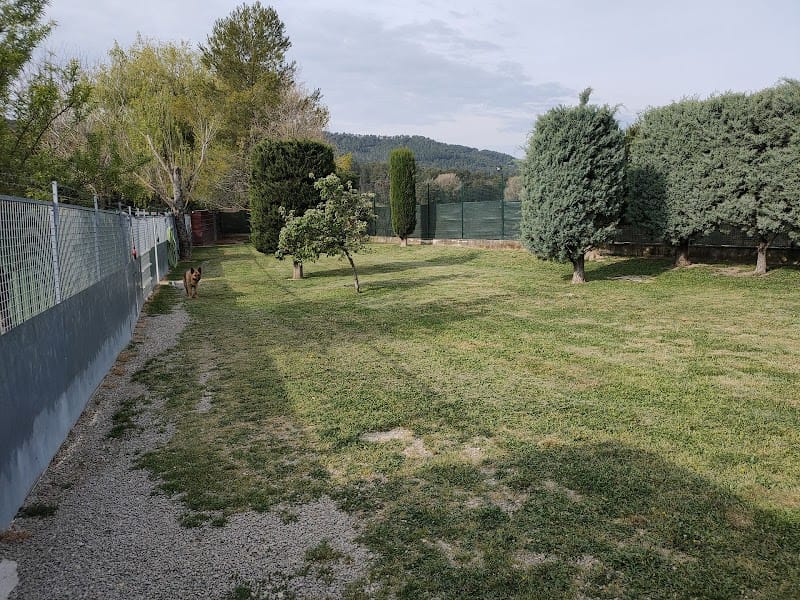 Entre Chiens Et Chats — dogsitter à Lorgues