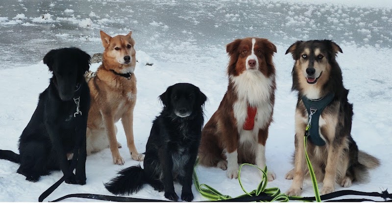 Entre pattes et mains — dogsitter à Thonon-les-Bains