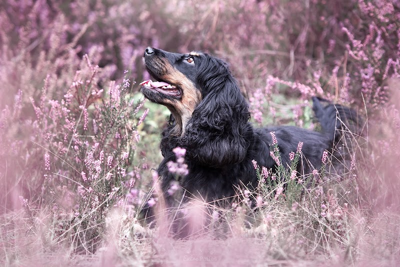 Entre Pattes — dogsitter à Toulouse