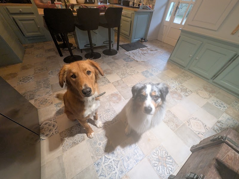Esprit Canin &Co — dogsitter à Alès