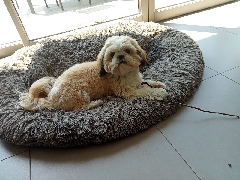 Eva'sion dog and cat - Pet sitting — dogsitter à Fougères