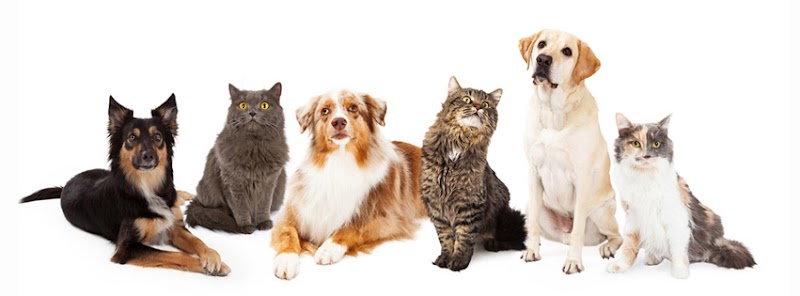 FAMILY TOUTOU-Pension d'animaux — dogsitter à Guer