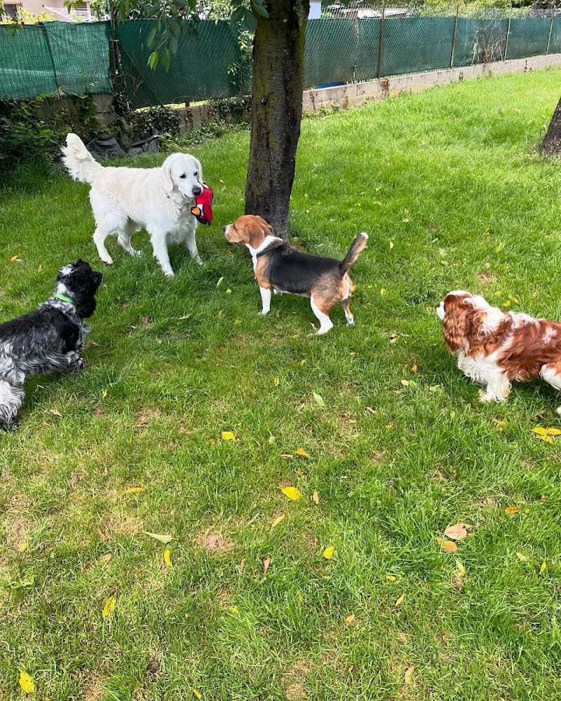 Fanny pension canine — dogsitter à Mulhouse