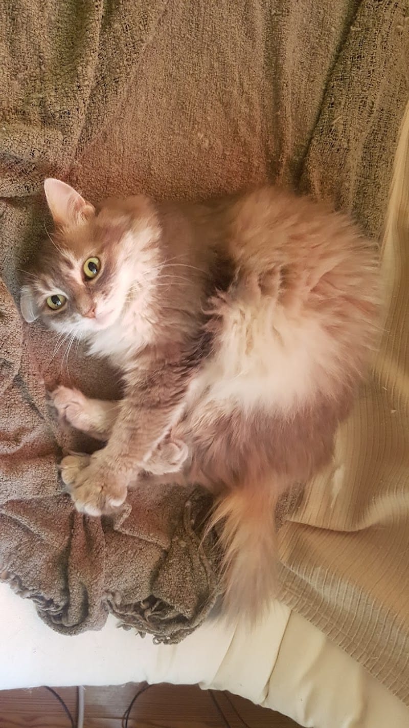 Filou et cie Pet sitter — dogsitter à Lyon