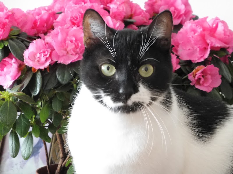 Flori'chat — dogsitter à Paris