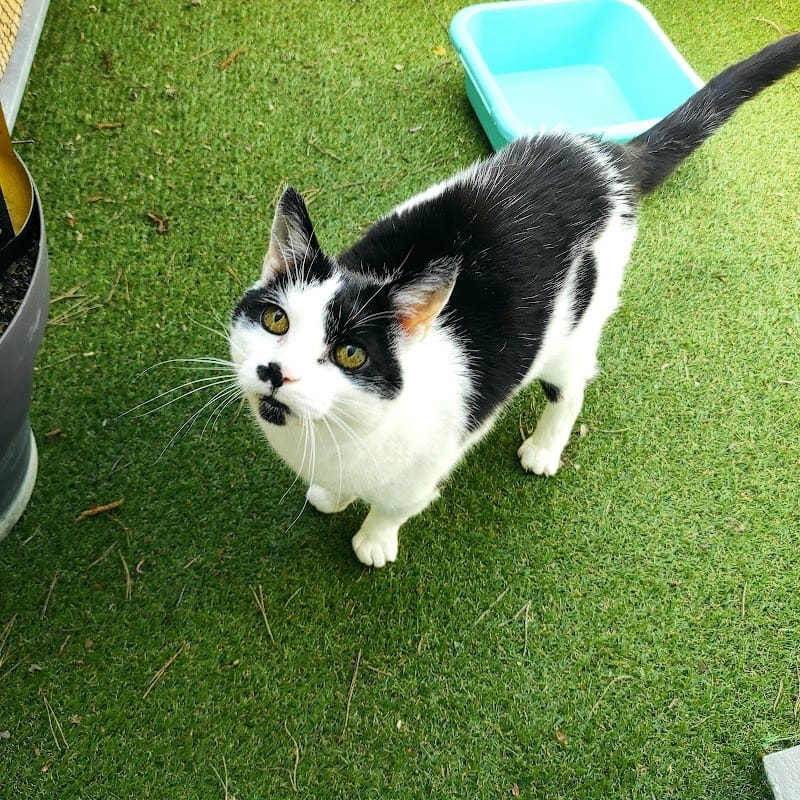 Fluffy's — dogsitter à Rennes