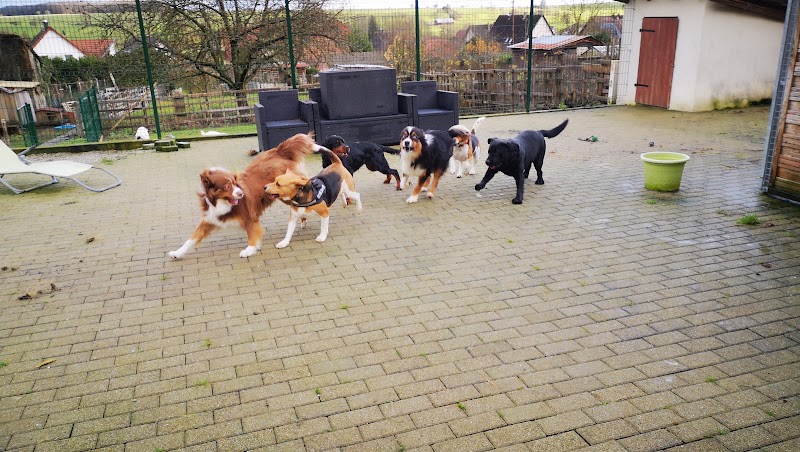 Freaky's Holidays — dogsitter à Saverne