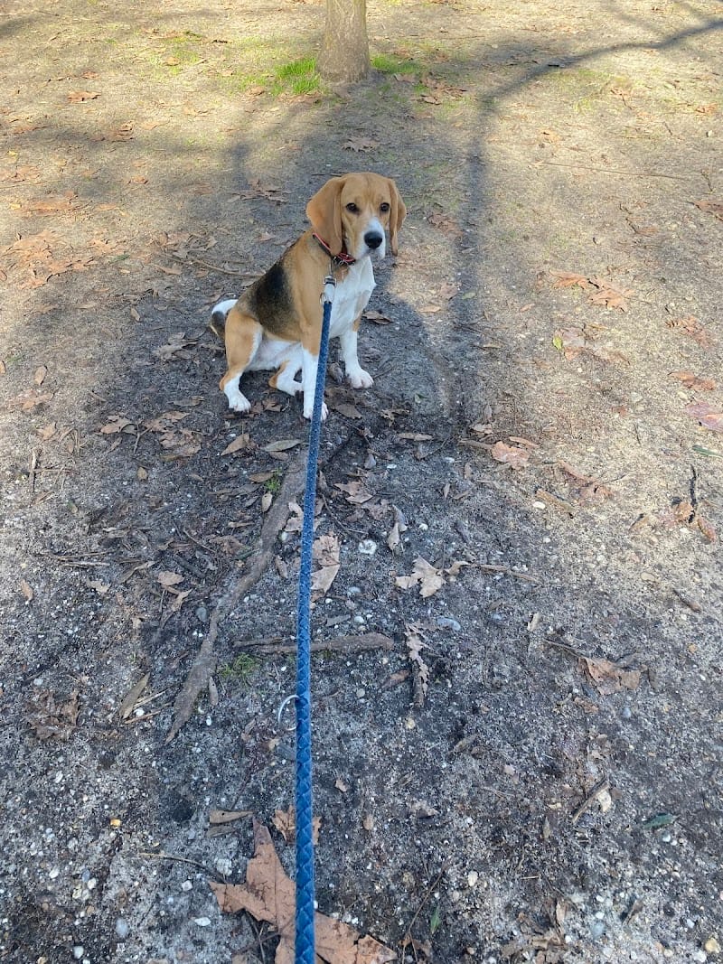Gabrielle Ployard dogsitter — dogsitter à Bordeaux