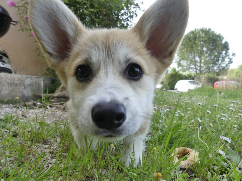 Gang de gratouille — dogsitter à Lunel