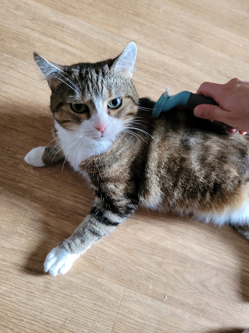 Gard'Cat / Petsitter sur Ronchin, Lesquin, Faches et aux alentours ! — dogsitter à Lille