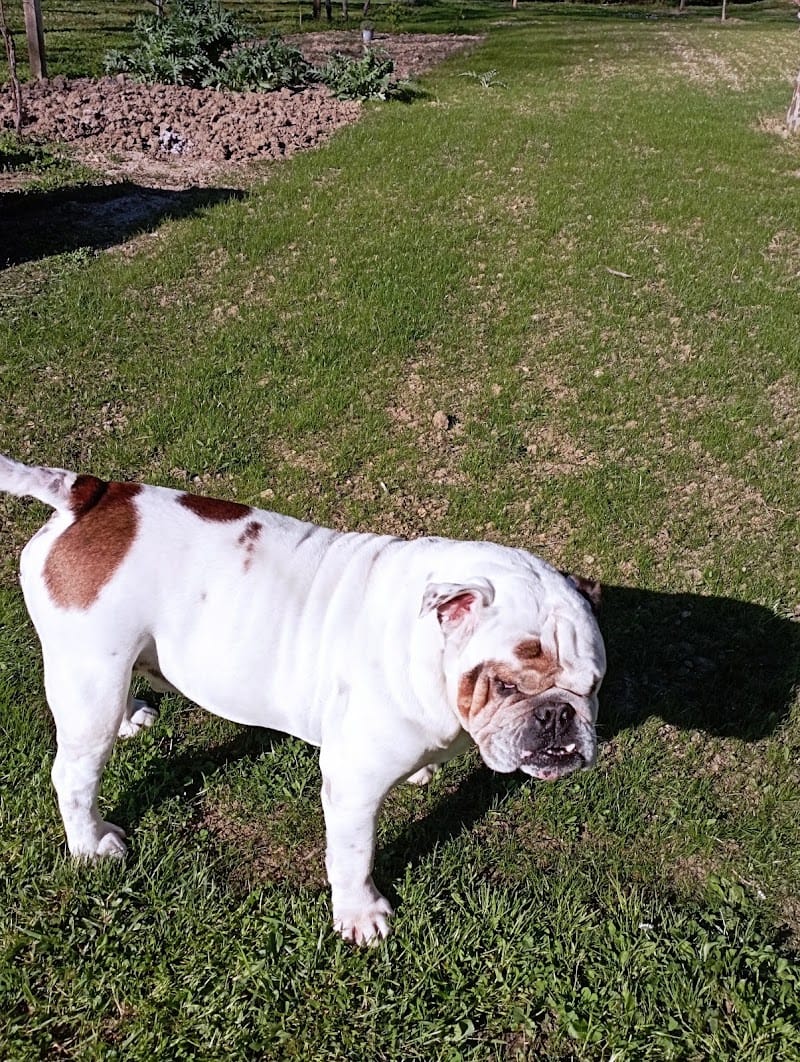 GARD'N DOG — dogsitter à Revel