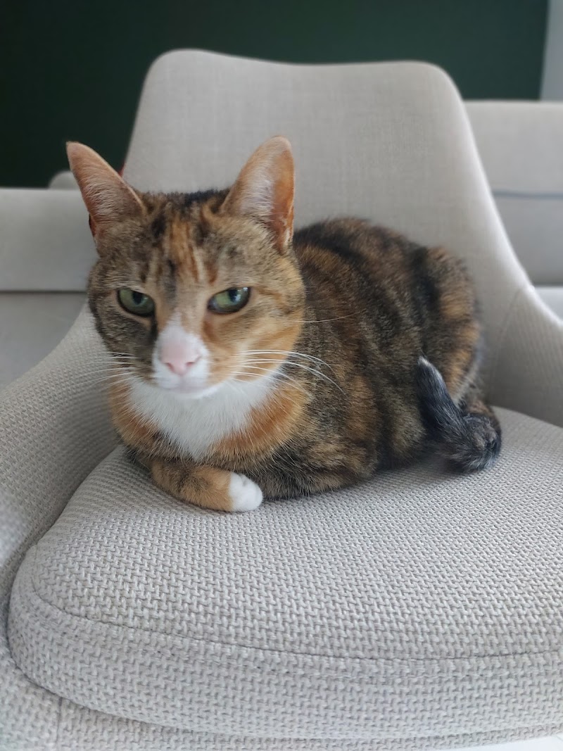 Gard'O Poil Petsitting — dogsitter à Bordeaux