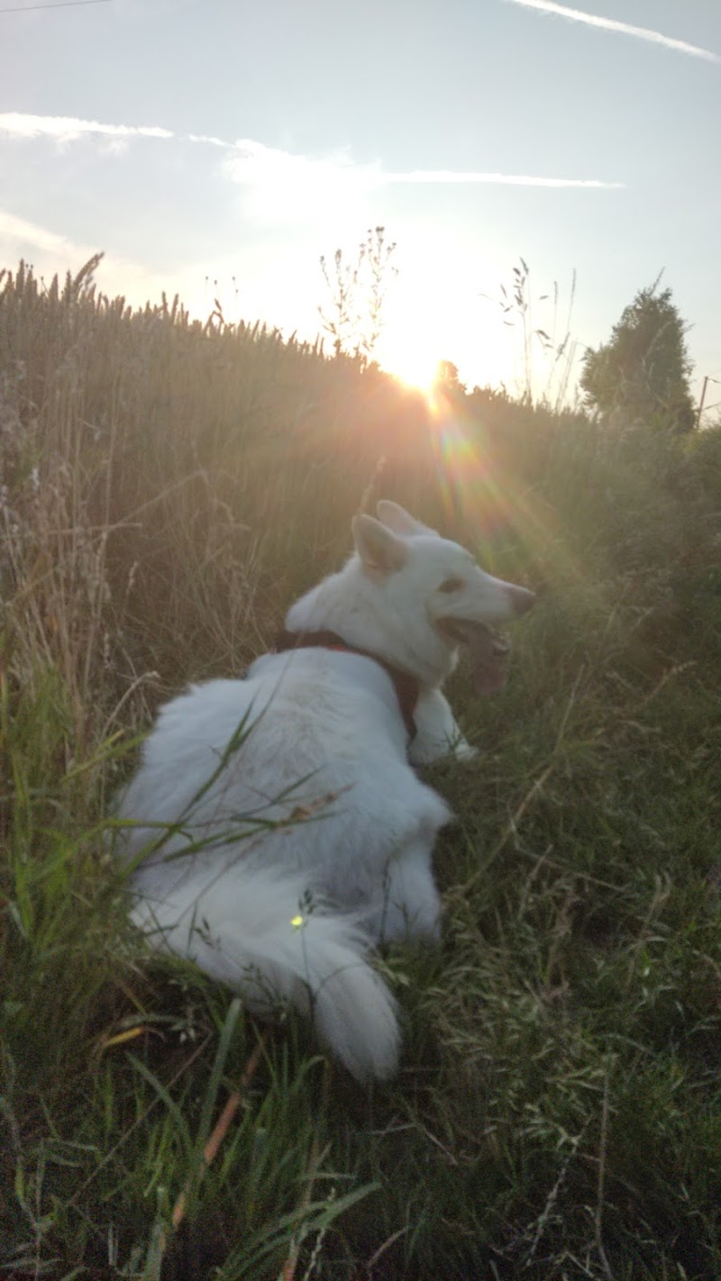 Garde d'animaux Brécé — dogsitter à Cesson-Sévigné