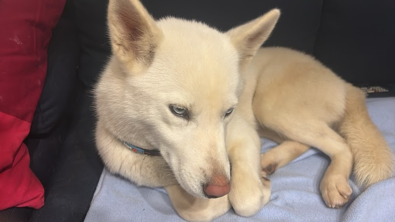 Garde d'animaux chez Raquel — dogsitter à Calais