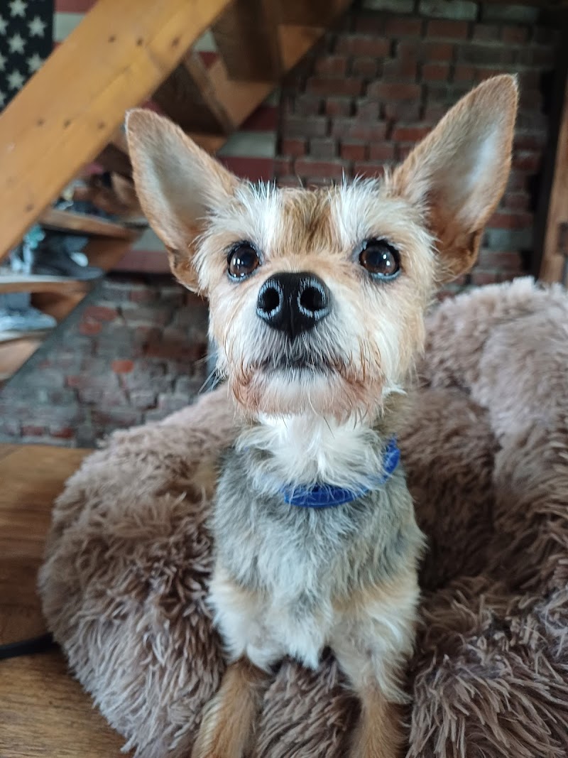 Garde d'Animaux Dunkerque Sabrina — dogsitter à Dunkerque