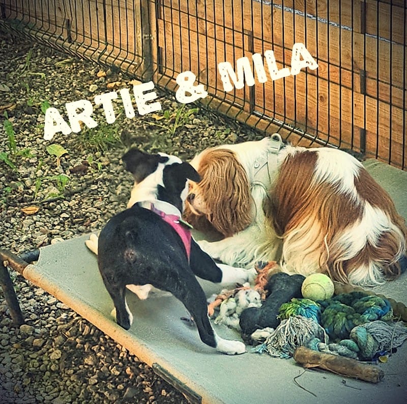 Garde de chiens 74 - Chez Laëti — dogsitter à Thonon-les-Bains