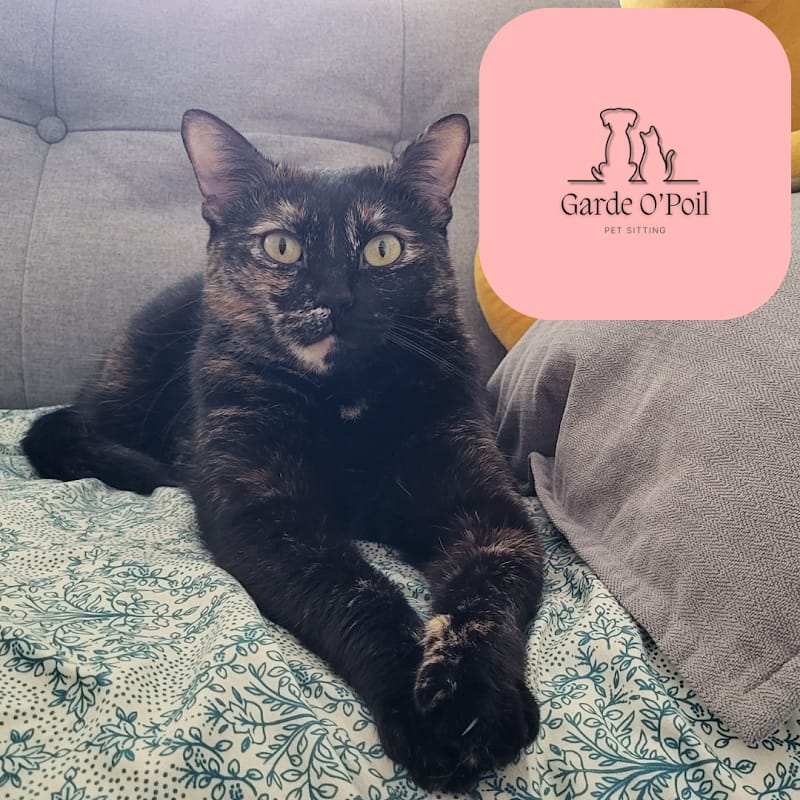 Garde O'Poil | Pet sitter — dogsitter à Tourcoing