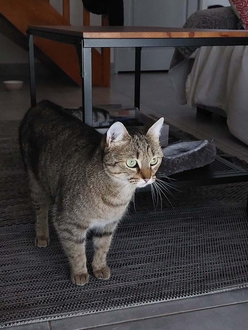 Garde pattes — dogsitter à Rennes