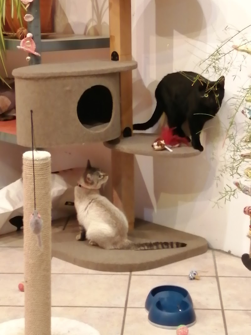 Garde-Retz vos animaux — dogsitter à Pornic