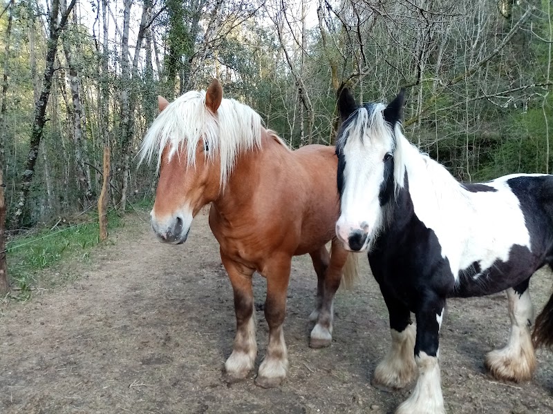 Gardiennage Cévennes - Visites à votre domicile tous types d'animaux (pas de pension sur place!) — dogsitter à Alès