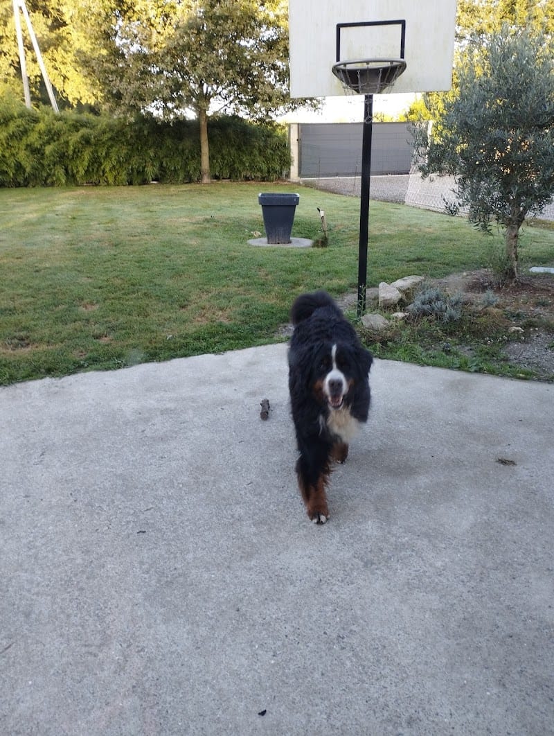 Gardienne des p'tits anges 44 — dogsitter à Saint-Herblain