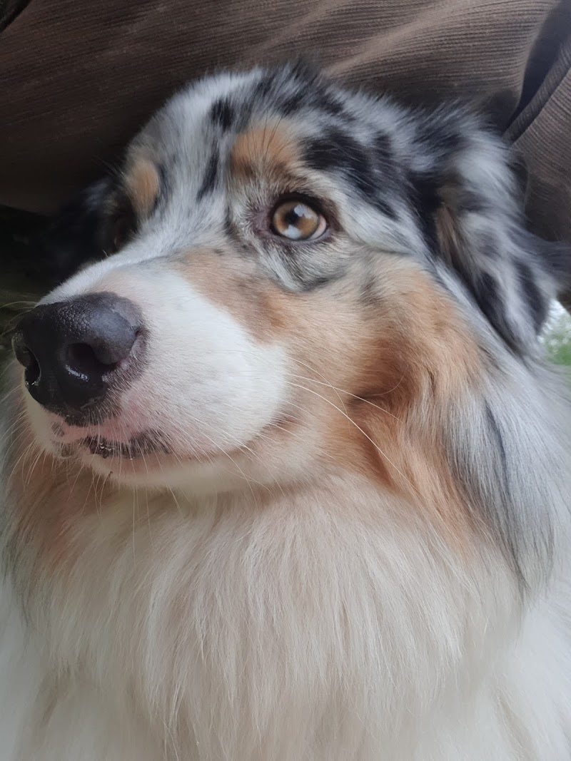 Gemini pension — dogsitter à Redon