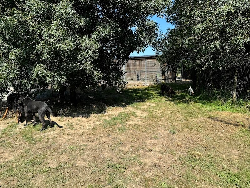 Gianni Garguillo — dogsitter à Pornic